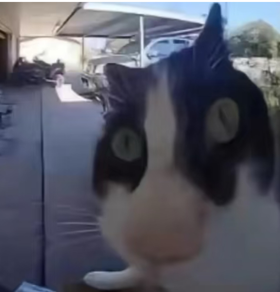 A black-and-white cat is spying on you.