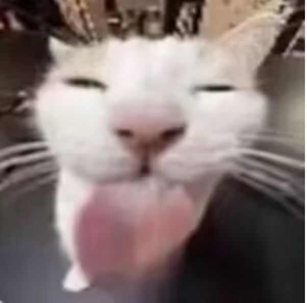 White cat with eyes closed and tongue out.