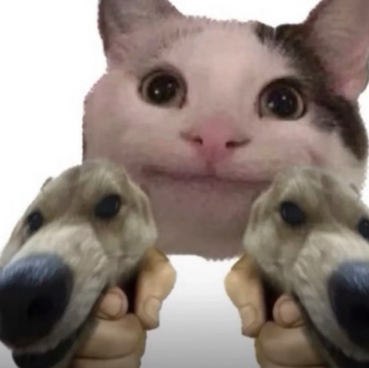 Cat with two toy dog heads held in hands below.